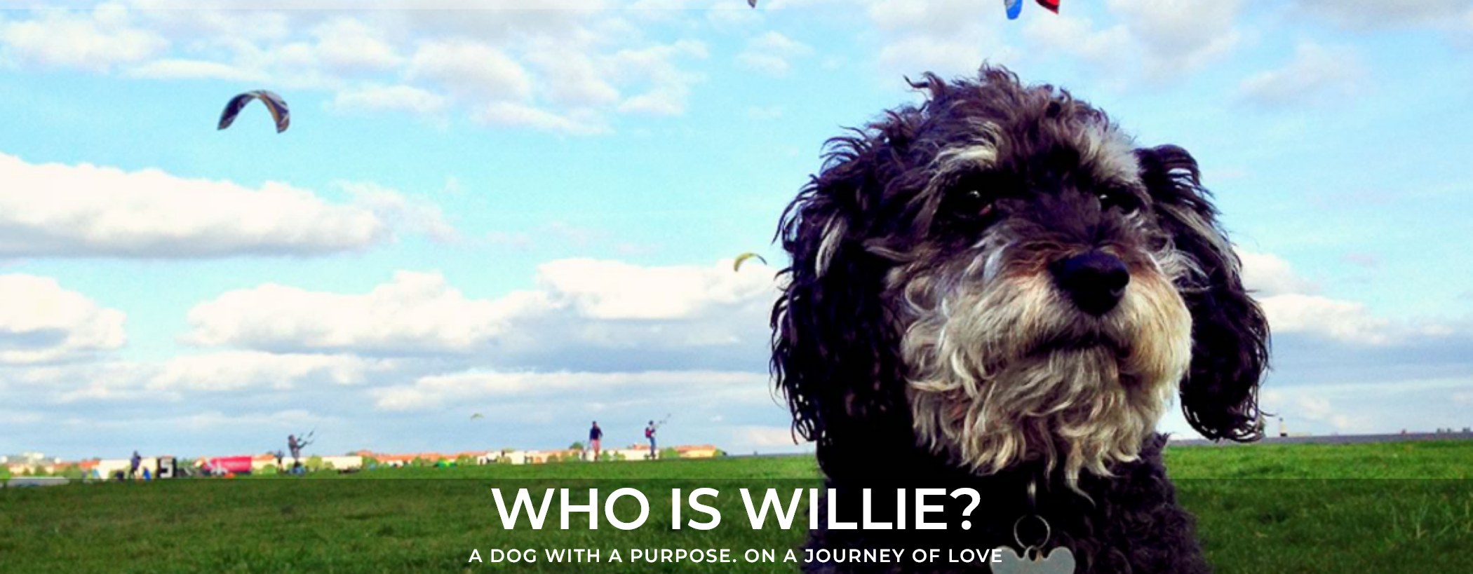 Who is Willie? A dog with a purpose, on a journey of love